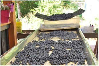 About Us - Echo Springs Blueberry Farm